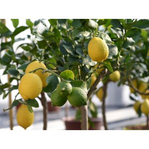 Citrónovník (Citrus limon) ´MEYERI´ - výška 120-150 cm, obvod kmeňa 4/6 cm, kont. C10L
