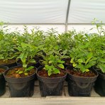 Citrónovník japonský (Citrus junos) ´YUZU´ - výška 20-30 cm, kont. C2L