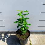 Citrónovník japonský (Citrus junos) ´YUZU´ - výška 20-30 cm, kont. C2L