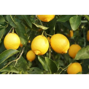 Citrónovník (Citrus limon) ´FINO´ - výška 100-130 cm, kont. C5L