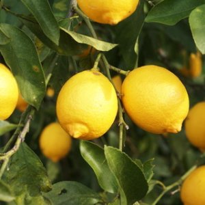 Citrónovník (Citrus limon) ´EUREKA´ - výška 50-70 cm, kont. C5L
