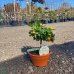Mandarínka (Citrus clementina) ´CALAMONDINO´ - výška: 25-30 cm, kont. C3.5L - BONSAJ