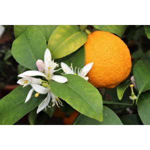 Citróno-pomaranč 2v1 (Citrus volkamer - kríženec) ´VOLKAMERIANA´ výška: 20-30 cm, kont. P9