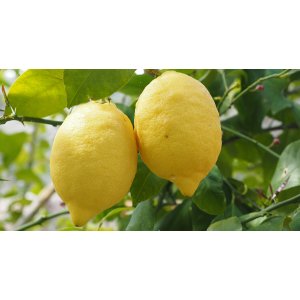Citrónovník (Citrus limon) ´EUREKA´ - výška 100-130 cm, kont. C7.5L