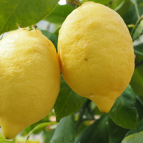  Citrónovník (Citrus limon) ´EUREKA´ - výška 120-150 cm, obvod kmeňa 6/8cm, kont. C30L