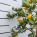 Citrónovník (Citrus limon) ´FINO´ - výška 100-130 cm, kont. C5L