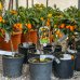 Kumquat (Citrus japonica) ´FORTUNELLA MARGARITA´ - výška 40-60 cm, kont. C5L - na kmienku