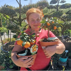 Kumquat (Citrus japonica) ´FORTUNELLA MARGARITA´ - výška 25-30 cm, kont. C3.5L - BONSAJ