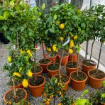  Citrónovník (Citrus limon) ´EUREKA´ - výška 120-150 cm, obvod kmeňa 6/8cm, kont. C30L