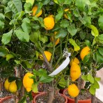  Citrónovník (Citrus limon) ´EUREKA´ - výška 120-150 cm, obvod kmeňa 6/8cm, kont. C30L