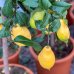 Citrónovník (Citrus limon) ´EUREKA´ - výška 80-110 cm, kont. C10L