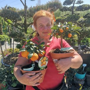 Kumquat (Citrus japonica) ´FORTUNELLA MARGARITA´ - výška 25-30 cm, kont. C3.5L - BONSAJ