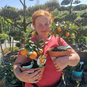 Mandarínka (Citrus clementina) ´CALAMONDINO´ - výška: 25-30 cm, kont. C3.5L - BONSAJ