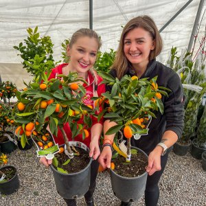 Kumquat (Citrus japonica) ´FORTUNELLA MARGARITA´ - výška 40-60 cm, kont. C5L - na kmienku