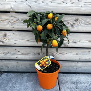 Kumquat (Kumquat) ´FORTUNELLA MARGARITA´ - výška 40-60 cm, kont. C5L - na kmienku