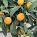 Kumquat (Citrus japonica) ´FORTUNELLA MARGARITA´ - výška 40-60 cm, kont. C5L - na kmienku