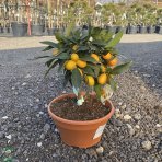 Kumquat (Citrus japonica) ´FORTUNELLA MARGARITA´ - výška 25-30 cm, kont. C3.5L - BONSAJ