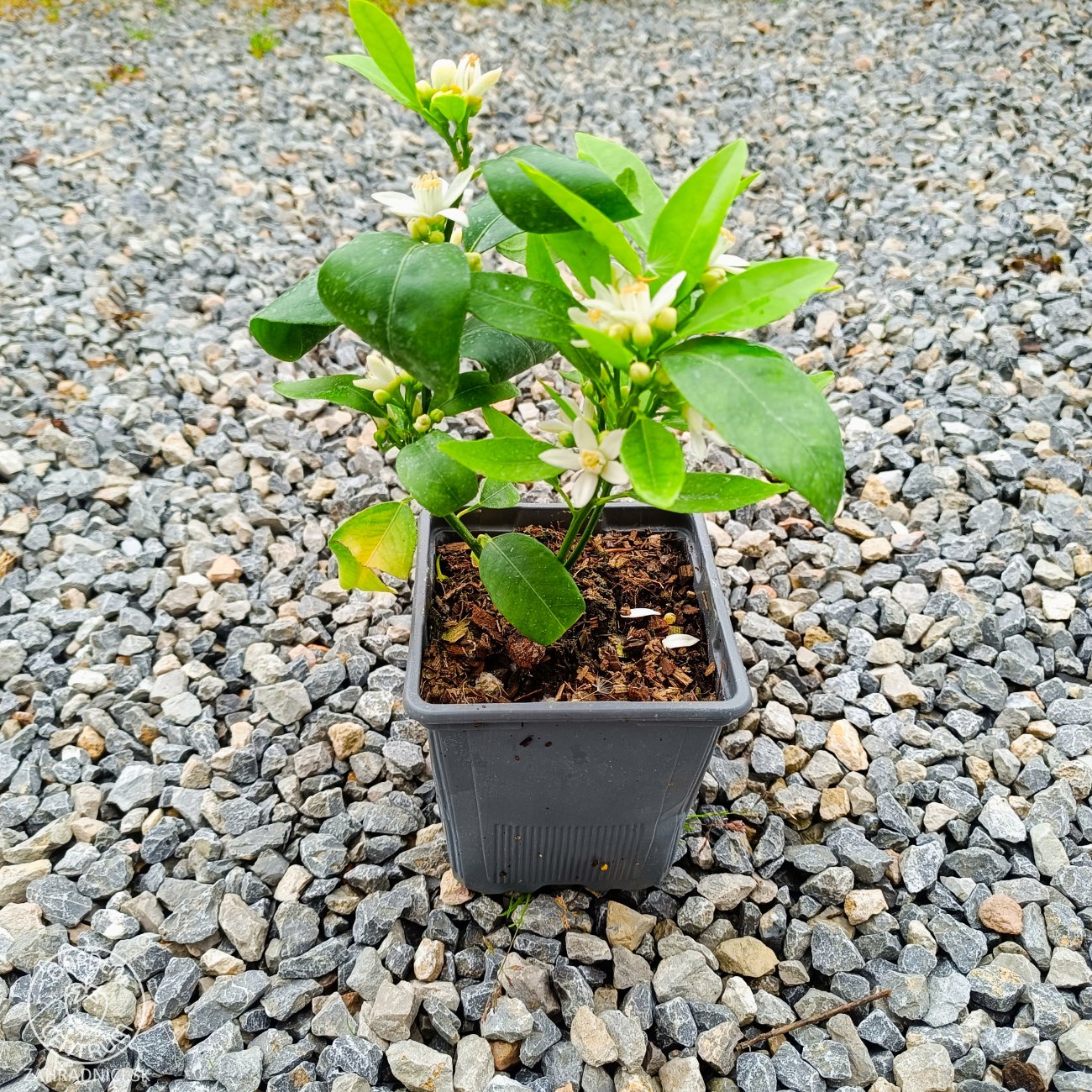 Obrázok Mandarínko-Pomaranč 2v1 (Citrus reticulata) ‘ORTANIQUE TANGOR’ - výška 10-20 cm, kont. P11