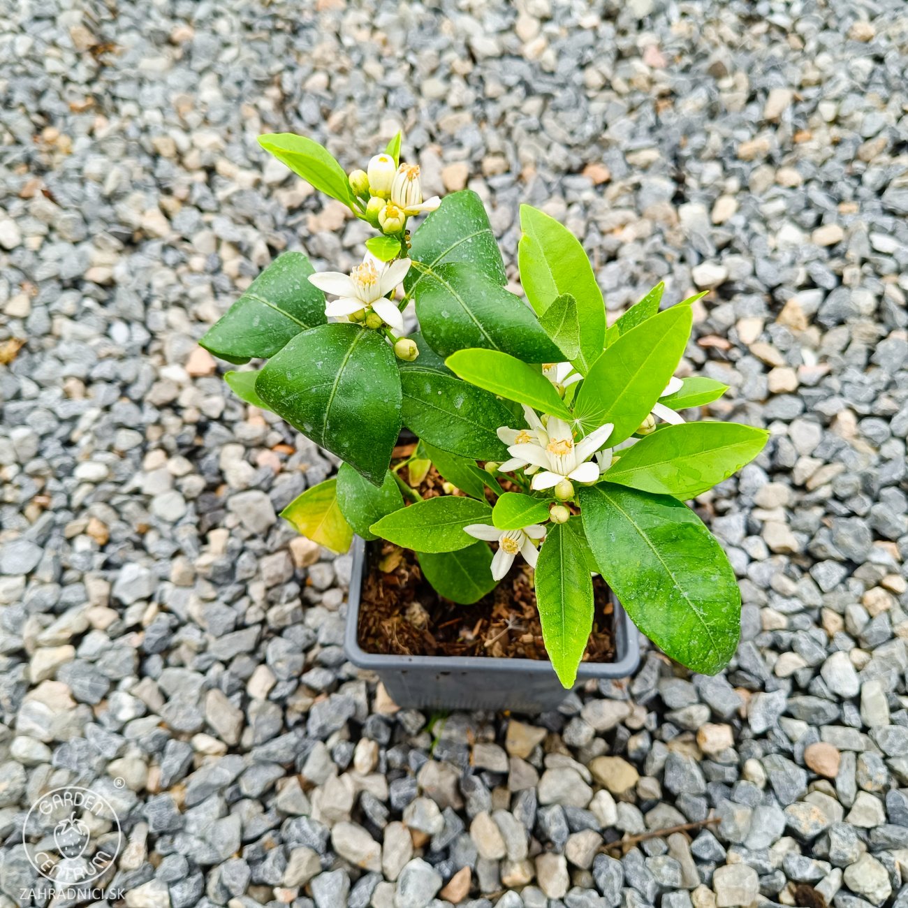 Obrázok Mandarínko-Pomaranč 2v1 (Citrus reticulata) ‘ORTANIQUE TANGOR’ - výška 10-20 cm, kont. P11
