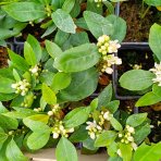Mandarínko-Pomaranč 2v1 (Citrus reticulata) ‘ORTANIQUE TANGOR’ - výška 10-20 cm, kont. P11