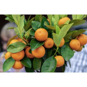 Mandarínko-Pomaranč 2v1 (Citrus reticulata) ‘ORTANIQUE TANGOR’ - výška 10-20 cm, kont. P11
