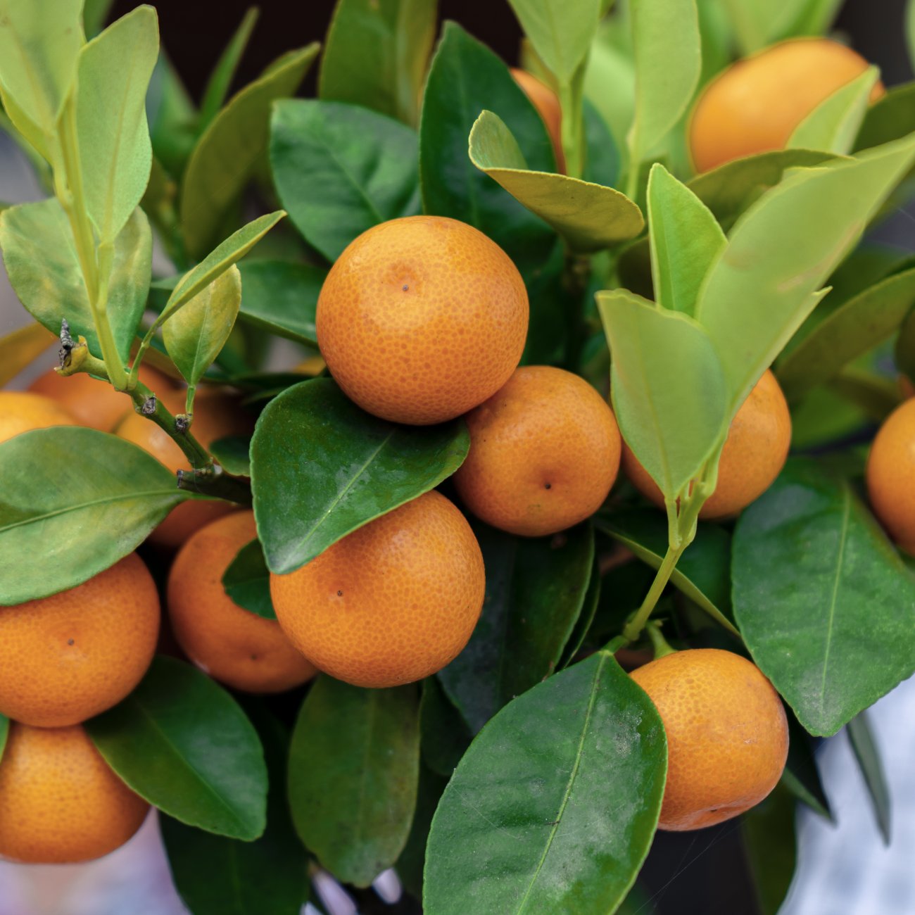 Obrázok Mandarínko-Pomaranč 2v1 (Citrus reticulata) ‘ORTANIQUE TANGOR’ - výška 10-20 cm, kont. P11