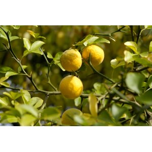 Citrónovníkovec trojlistý (Poncirus Trifoliata)  - výška 20-40 cm, kont. P9