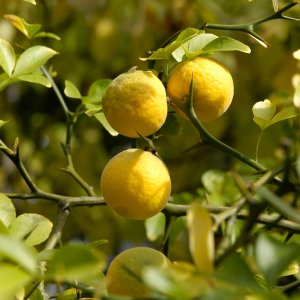 Citrónovníkovec trojlistý (Poncirus Trifoliata)  - výška 20-40 cm, kont. P9