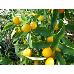 Citrónovník japonský (Citrus junos) ´YUZU´ - výška: 15-20 cm, kont. P9