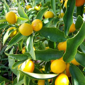 Citrónovník japonský (Citrus junos) ´YUZU´ - výška: 15-20 cm, kont. P9