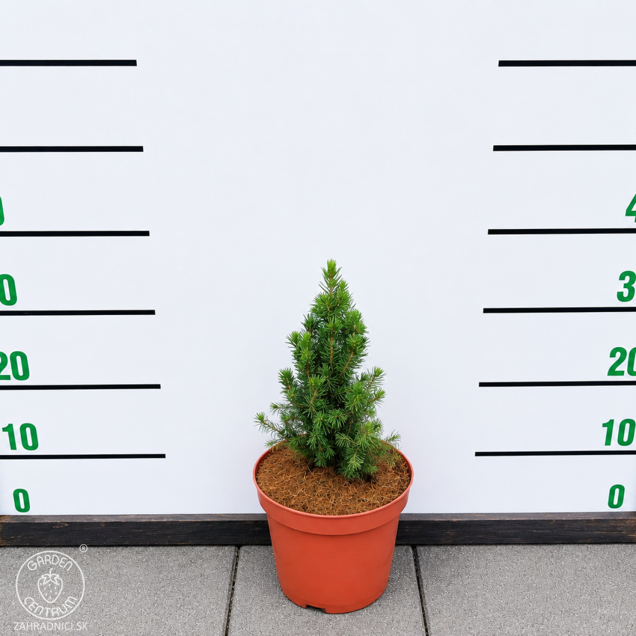 Obrázok Smrek biely (Picea glauca) ´CONICA´ – výška 20-40 cm, kont. C2L/C3L
