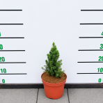 Smrek biely (Picea glauca) ´CONICA´ – výška 20-40 cm, kont. C2L/C3L