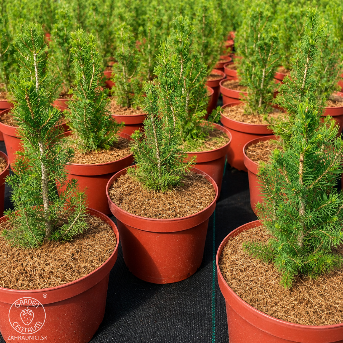 Obrázok Smrek biely (Picea glauca) ´CONICA´ – výška 20-40 cm, kont. C2L/C3L