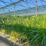 Kordylína austrálska (Cordyline Australis) - výška 100-125 cm, kont. C18L (-12°C)