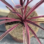 Kordylína austrálska (Cordyline australis) ´PASO DOBLE´ - výška 30-50 cm, kont. C2L (-12°C)