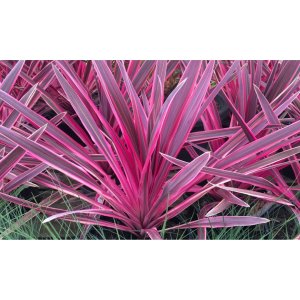 Kordylína austrálska (Cordyline australis) ´PASO DOBLE´ - výška 30-50 cm, kont. C2L (-12°C)