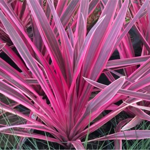 Kordylína austrálska (Cordyline australis) ´PASO DOBLE´ - výška 30-50 cm, kont. C2L (-12°C)