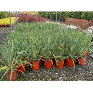 Phormium Tenax ´VARIEGATUM´ - výška 40-60 cm, kont. C10L