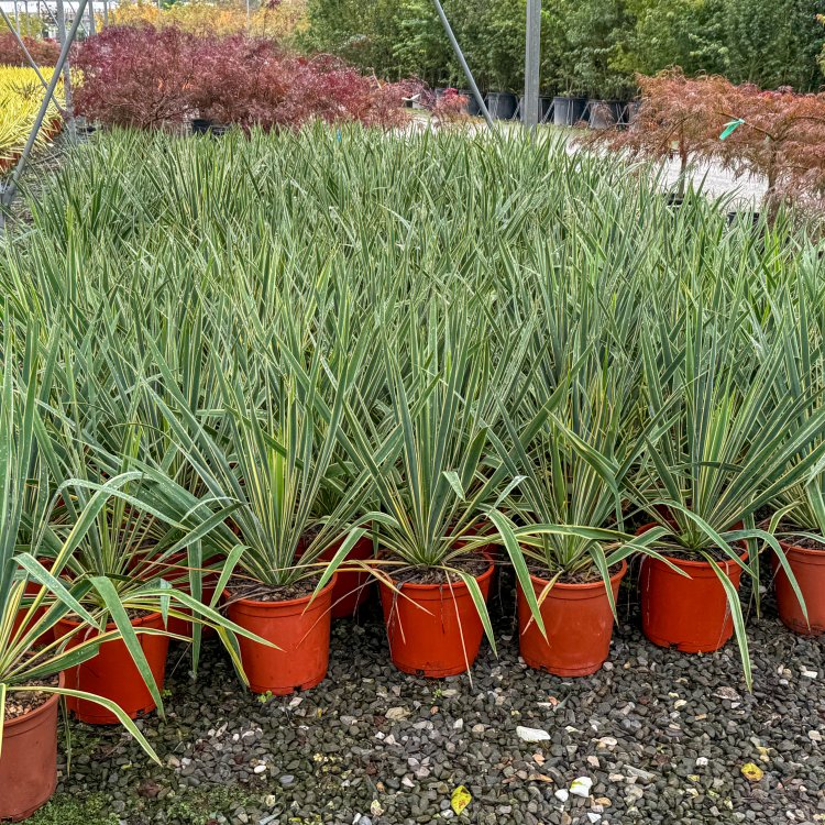 Phormium Tenax ´VARIEGATUM´ - výška 40-60 cm, kont. C10L