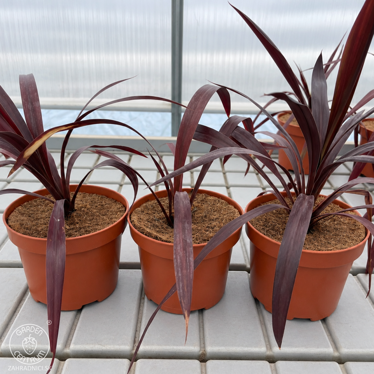 Obrázok Kordylína (Cordyline obtecta) ‘SUPERSTAR’ - výška 30-40 cm, kont. C3L