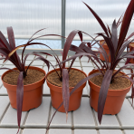 Kordylína (Cordyline obtecta) ‘SUPERSTAR’ - výška 30-40 cm, kont. C3L