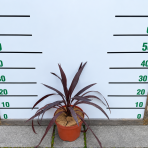 Kordylína (Cordyline obtecta) ‘SUPERSTAR’ - výška 30-40 cm, kont. C3L