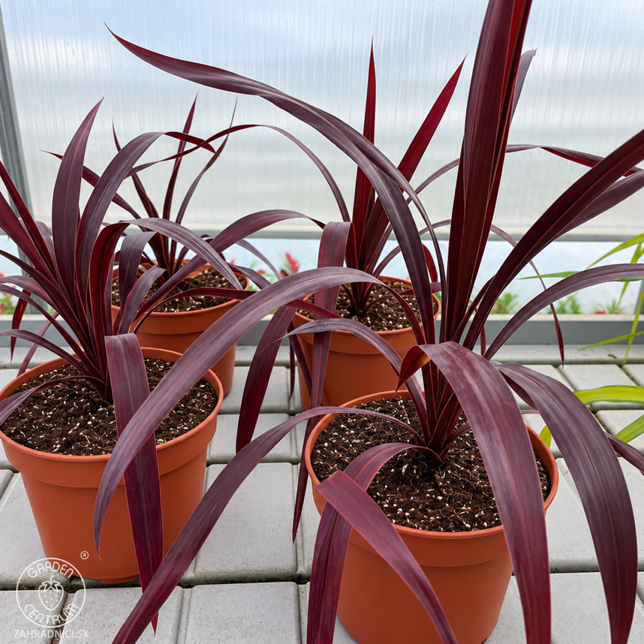 Obrázok Kordylína (Cordyline obtecta) ‘SUPERSTAR’ - výška 30-40 cm, kont. C3L