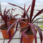 Kordylína (Cordyline obtecta) ‘SUPERSTAR’ - výška 30-40 cm, kont. C3L