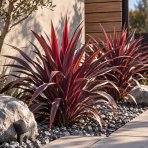 Kordylína (Cordyline obtecta) ‘SUPERSTAR’ - výška 30-40 cm, kont. C3L
