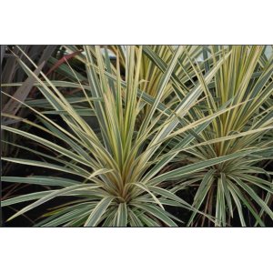 Kordylína austrálska (Cordyline australis) ´TORBAY DAZZLER´ - výška 70-90 cm, kont. C18L (-12°C)