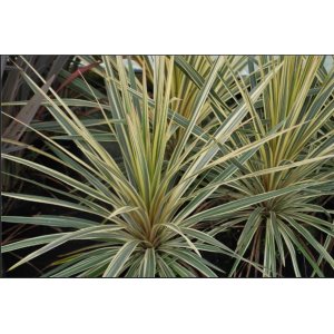 Kordylína austrálska (Cordyline australis) ´TORBAY DAZZLER´ - výška 60-80 cm, kont. C3L (-12°C)