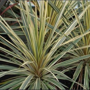 Kordylína austrálska (Cordyline australis) ´TORBAY DAZZLER´ - výška 60-80 cm, kont. C3L (-12°C)