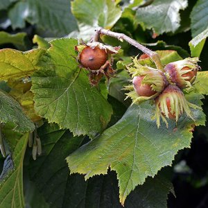 Lieska obyčajná (Corylus avellana) ´TONDA DALLE LANGHE´, výška 120-150 cm, kont. C9L