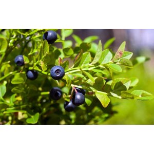 Čučoriedka kanadská (Vaccinium corymbosum) ´BLUECROP´- stredne skorá, výška: 100-120 cm; kont. C7.5L - NA KMIENKU